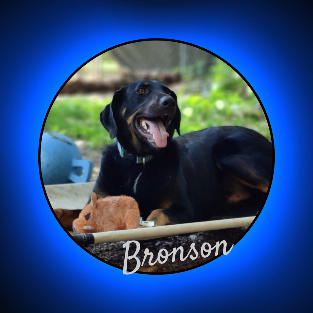 Bronson, an adoptable Black and Tan Coonhound, German Shepherd Dog in Vine Grove, KY, 40175 | Photo Image 1