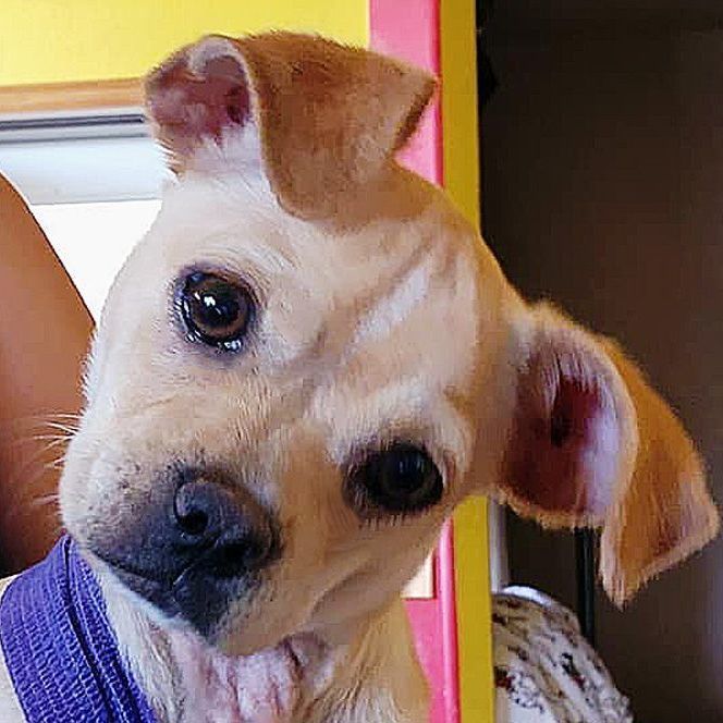 Eugene, an adoptable Chihuahua & Pug Mix in Oklahoma City, OK_image-3