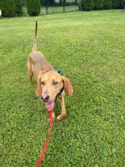 Brody, an adopted Hound Mix in Lacon, IL_image-3