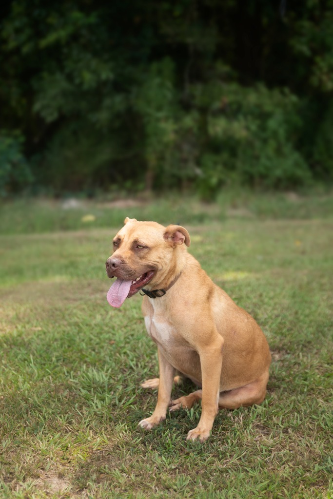 Nile, an adoptable Pit Bull Terrier, Mixed Breed in Saint Francisville, LA, 70775 | Photo Image 1