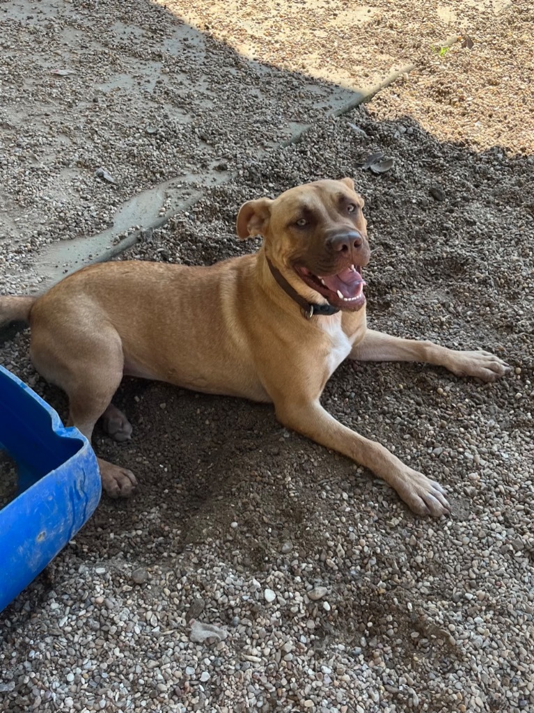 Nile, an adoptable Pit Bull Terrier, Mixed Breed in Saint Francisville, LA, 70775 | Photo Image 3