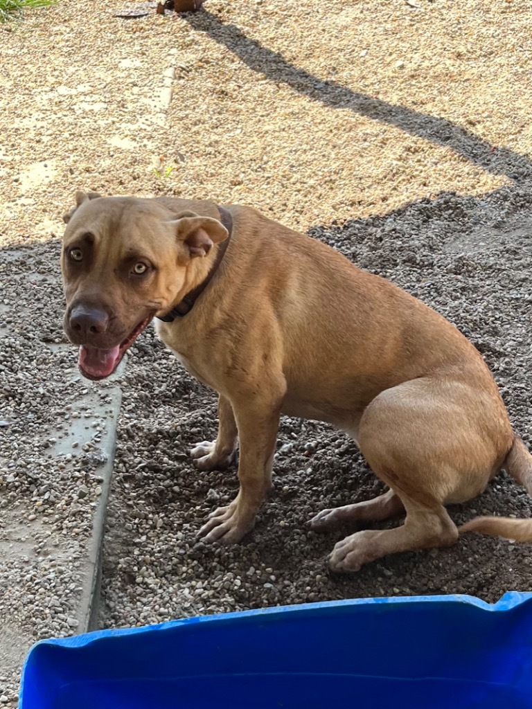 Nile, an adoptable Pit Bull Terrier, Mixed Breed in Saint Francisville, LA, 70775 | Photo Image 4