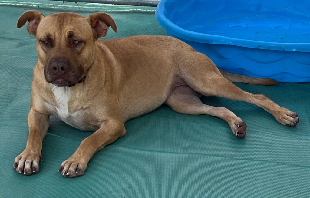 Nile, an adoptable Pit Bull Terrier, Mixed Breed in Saint Francisville, LA, 70775 | Photo Image 5