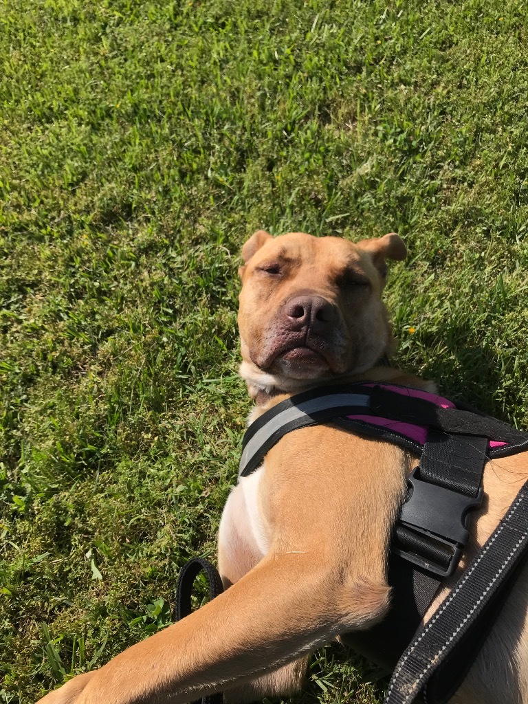 Nile, an adoptable Pit Bull Terrier, Mixed Breed in Saint Francisville, LA, 70775 | Photo Image 6