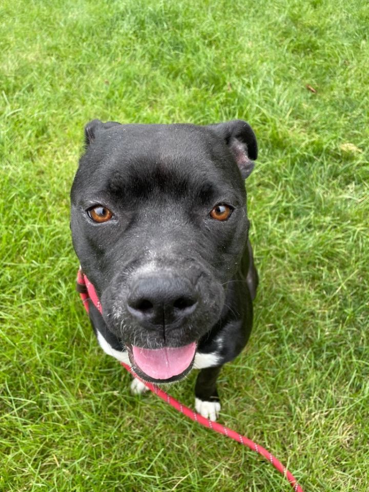 OLIVIA, an adoptable Pit Bull Terrier in Wintersville, OH_image-2
