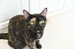 Minky is a saucy girl full of tortietude She is very social and affectionate and also very playful