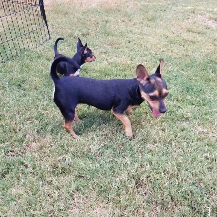 Gidget, an adoptable Chihuahua in Little Elm, TX_image-1