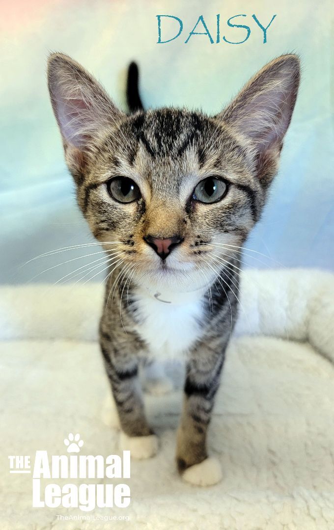 Daisy, an adoptable Domestic Short Hair in Clermont, FL_image-4