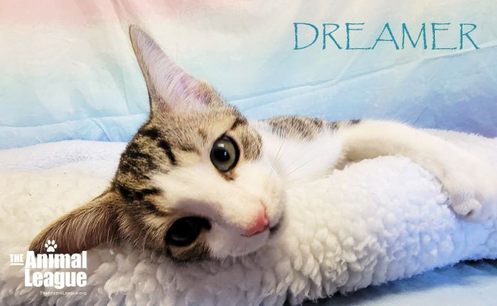 Dreamer, an adoptable Domestic Short Hair Mix in Clermont, FL_image-4