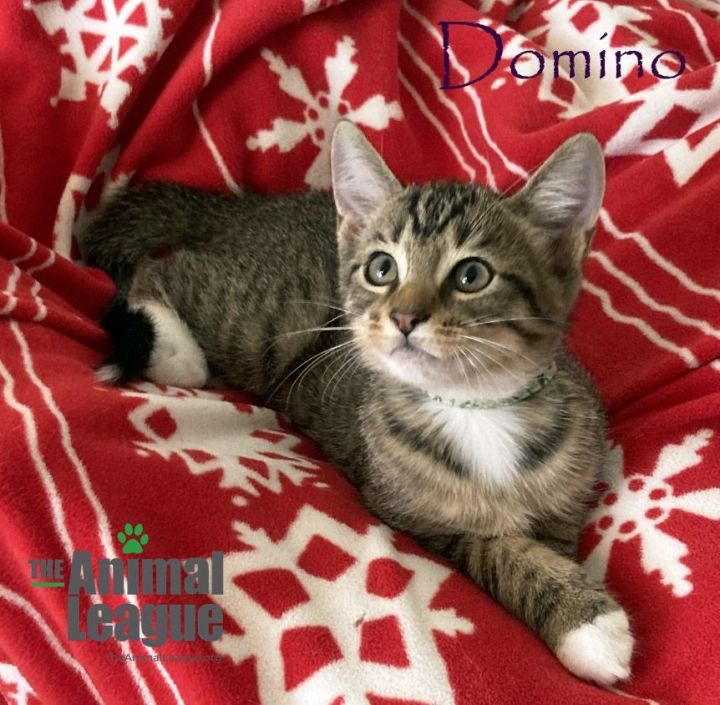 Domino, an adoptable Domestic Short Hair Mix in Clermont, FL_image-2