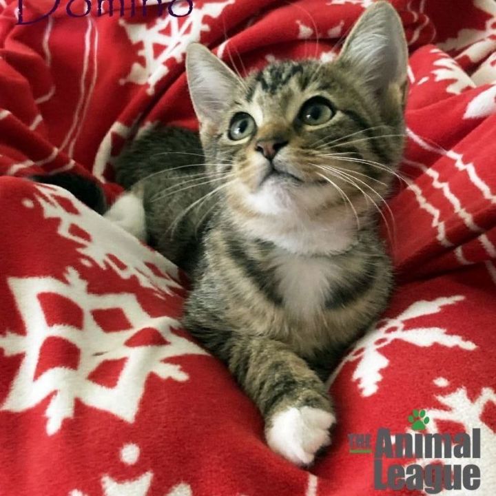 Domino, an adoptable Domestic Short Hair Mix in Clermont, FL_image-3