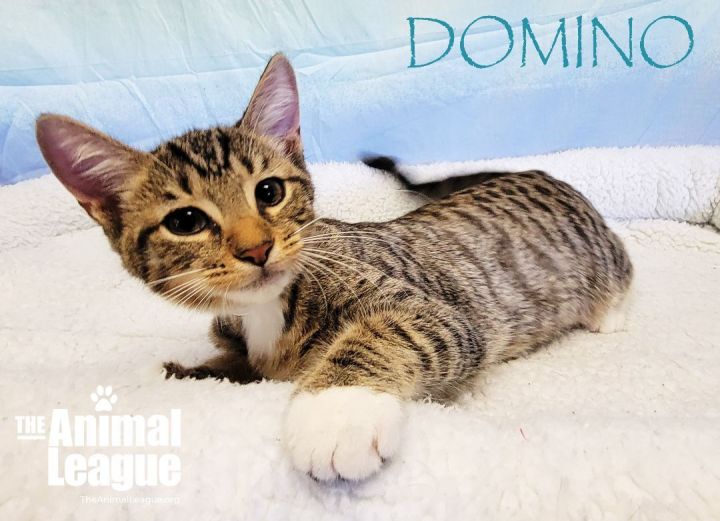 Domino, an adopted Domestic Short Hair Mix in Clermont, FL_image-1