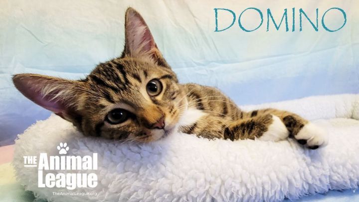 Domino, an adoptable Domestic Short Hair Mix in Clermont, FL_image-4