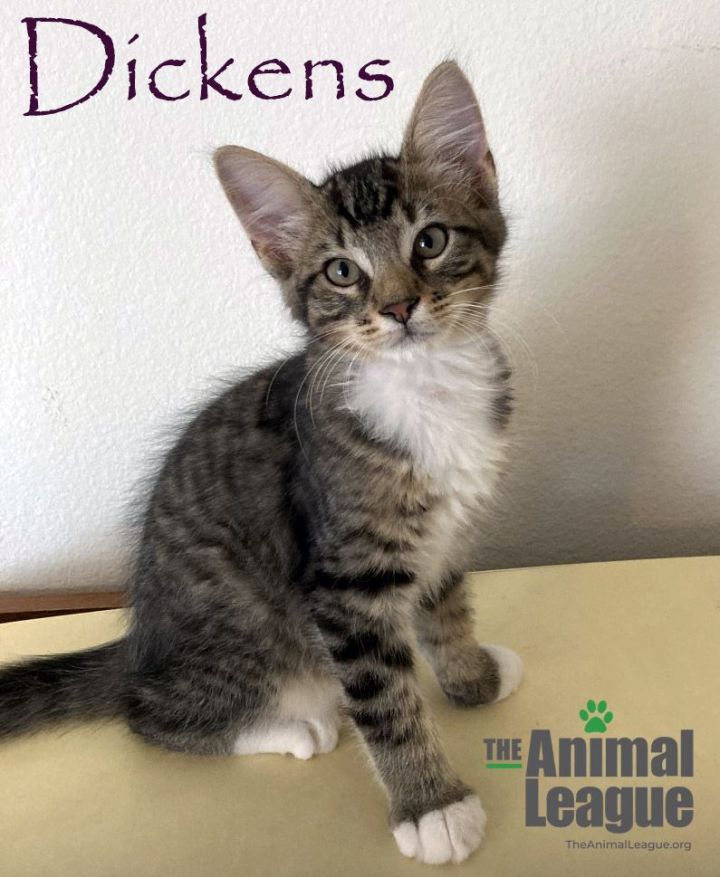 Dickens, an adoptable Domestic Short Hair Mix in Clermont, FL_image-2