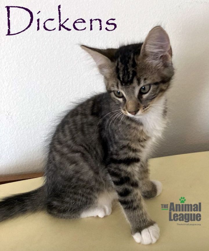Dickens, an adoptable Domestic Short Hair Mix in Clermont, FL_image-4