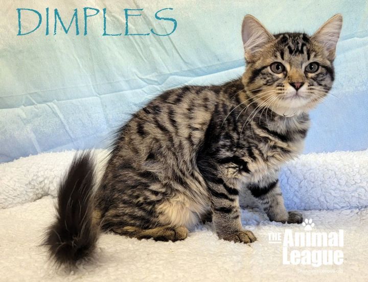 Dimples, an adoptable Domestic Medium Hair Mix in Clermont, FL_image-1