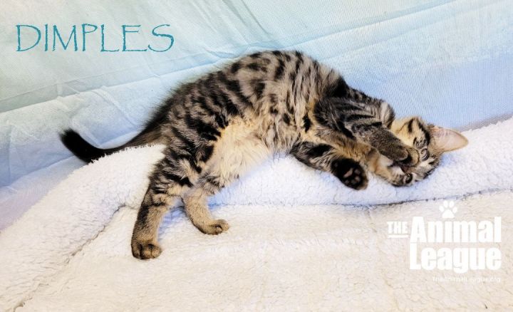 Dimples, an adoptable Domestic Medium Hair Mix in Clermont, FL_image-4