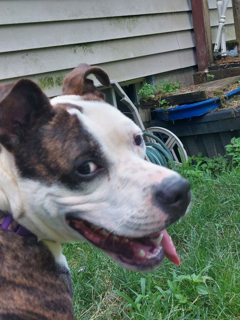 BART, an adoptable Terrier in Broadalbin, NY, 12025 | Photo Image 2