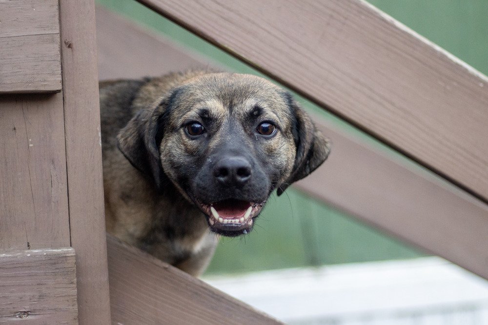 Nesta, an adoptable Shepherd, Beagle in Morgantown, WV, 26501 | Photo Image 2