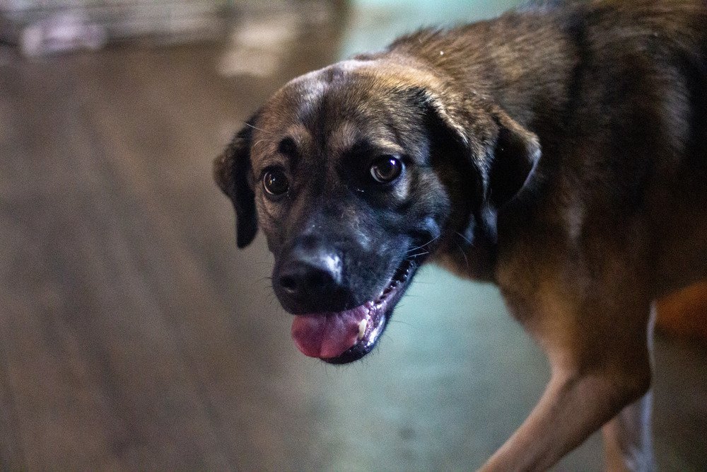 Nesta, an adoptable Shepherd, Beagle in Morgantown, WV, 26501 | Photo Image 3