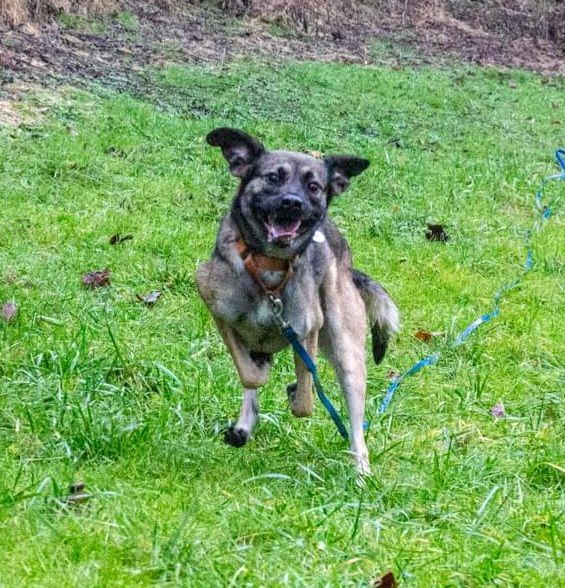Nesta, an adoptable Shepherd, Beagle in Morgantown, WV, 26501 | Photo Image 6
