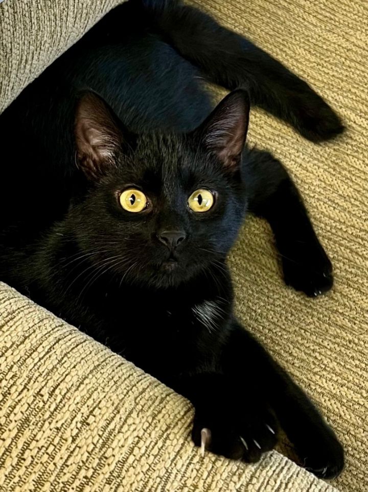 Roy, an adoptable Domestic Short Hair in Warminster, PA_image-4