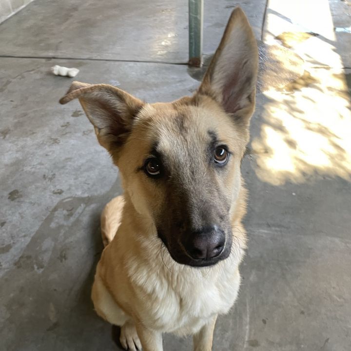 Dog for adoption - Henry, a Shepherd Mix in Canoga Park, CA | Petfinder