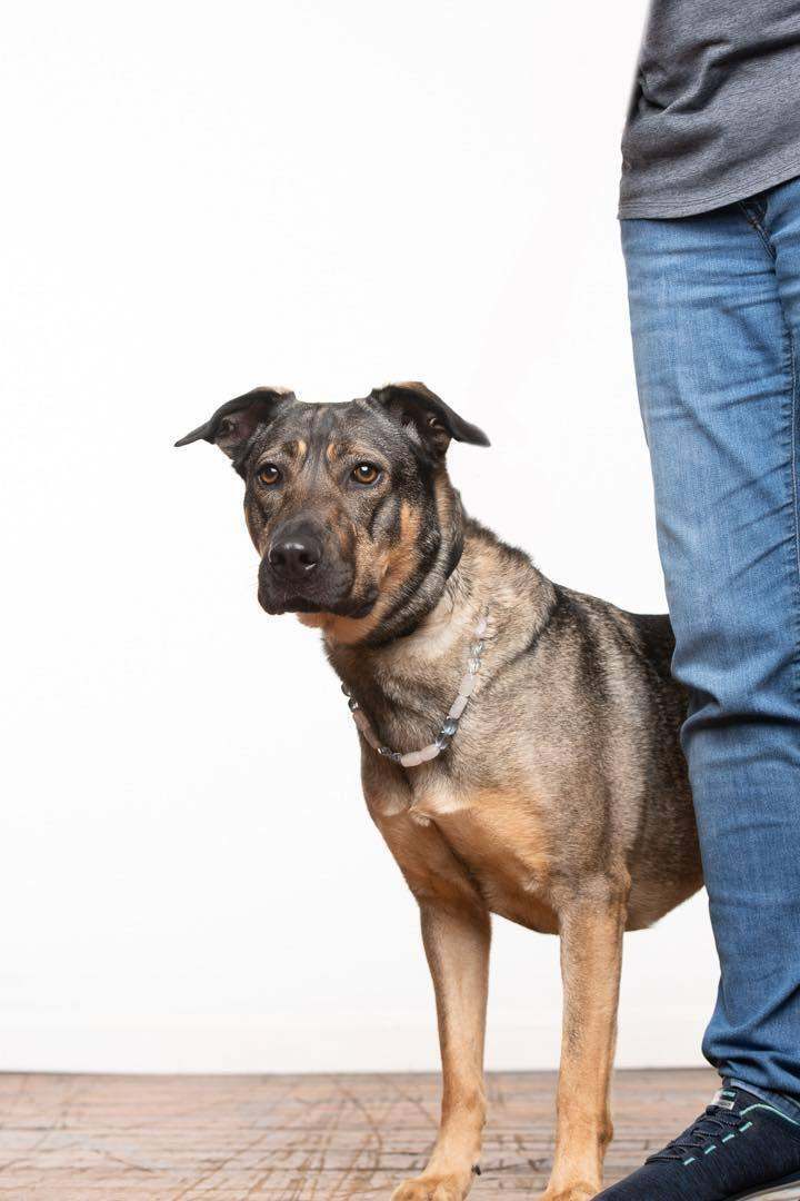 Sasha, an adoptable German Shepherd Dog Mix in Huntsville, AL_image-1