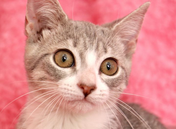Wednesday, an adoptable Domestic Short Hair & Tabby Mix in Saint Augustine, FL_image-3