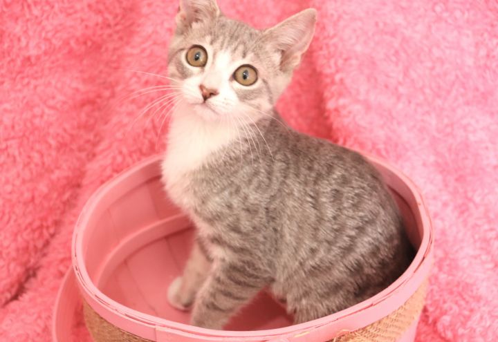 Wednesday, an adoptable Domestic Short Hair & Tabby Mix in Saint Augustine, FL_image-6