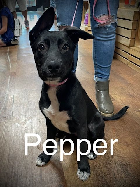 Pepper