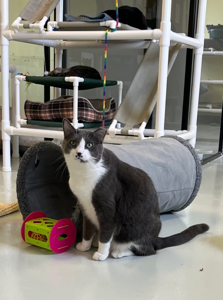 Acea, an adoptable Domestic Short Hair in Blountville, TN, 37617 | Photo Image 1