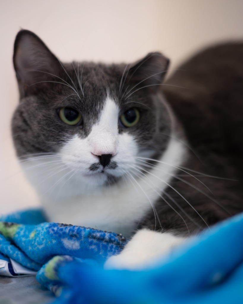 Acea, an adoptable Domestic Short Hair in Blountville, TN, 37617 | Photo Image 4