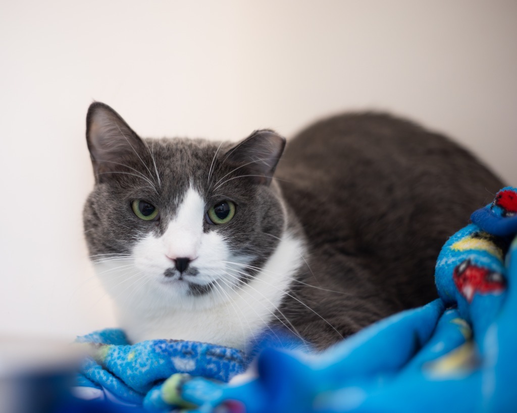 Acea, an adoptable Domestic Short Hair in Blountville, TN, 37617 | Photo Image 5