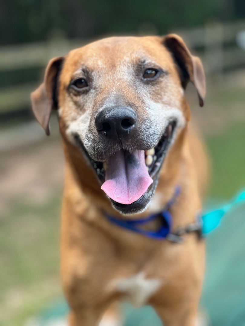 Dog for adoption - Buster , a Labrador Retriever in Marietta, GA