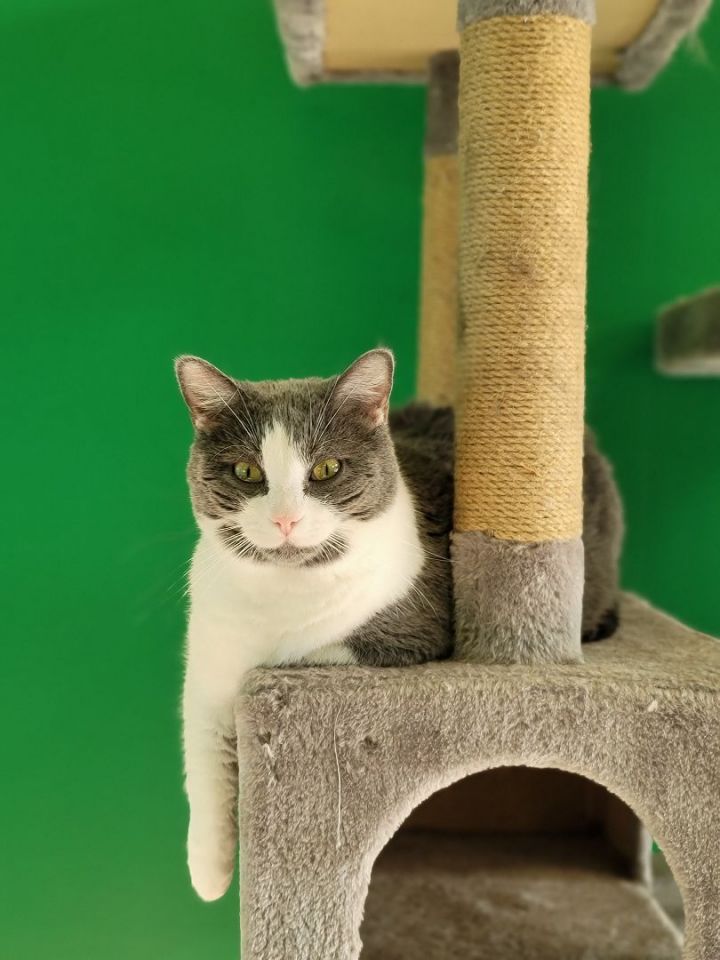 Oakley, an adoptable American Shorthair in Columbus, OH_image-2