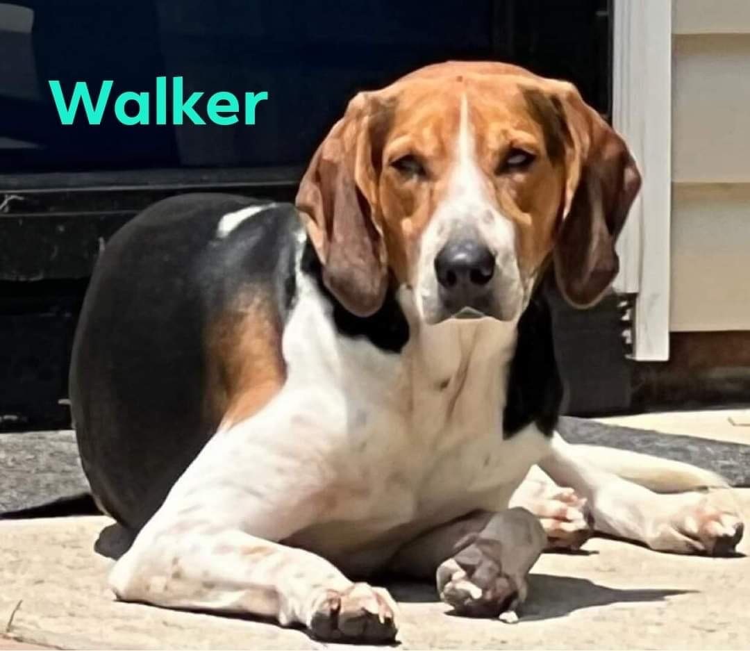 Walker