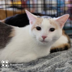 Braveheart Homer (Bonded w/Myra Homer)