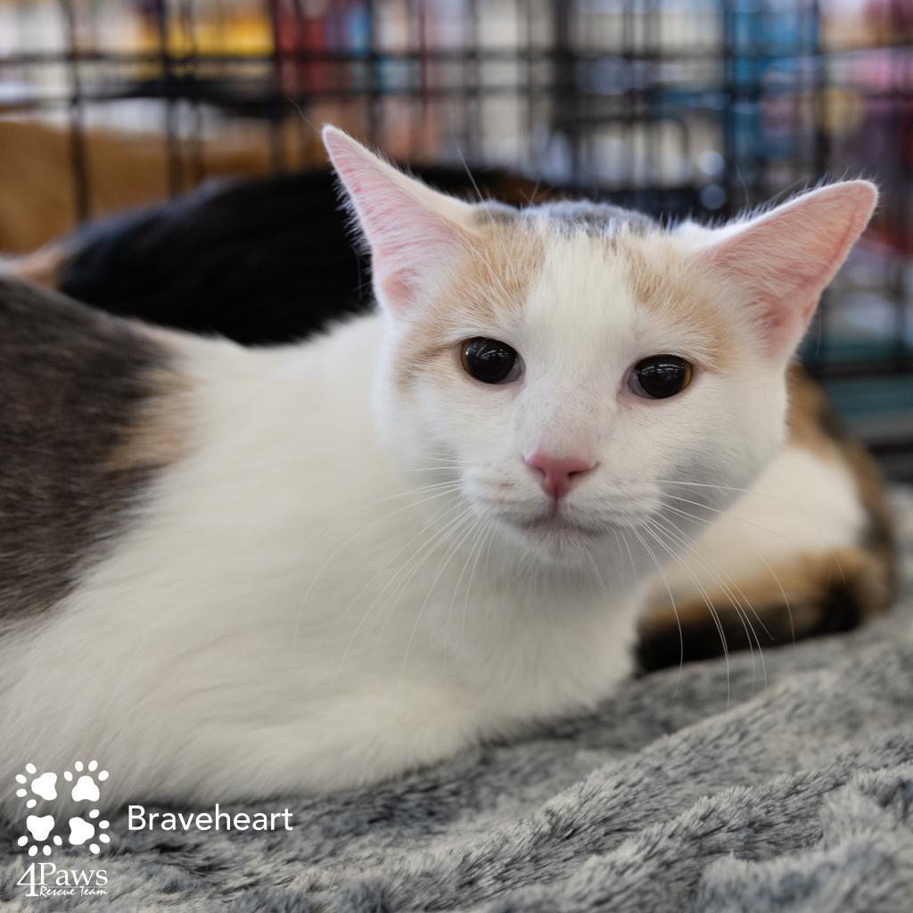 Braveheart Homer (Bonded w/Myra Homer), an adoptable Domestic Short Hair in Merrifield, VA, 22116 | Photo Image 1