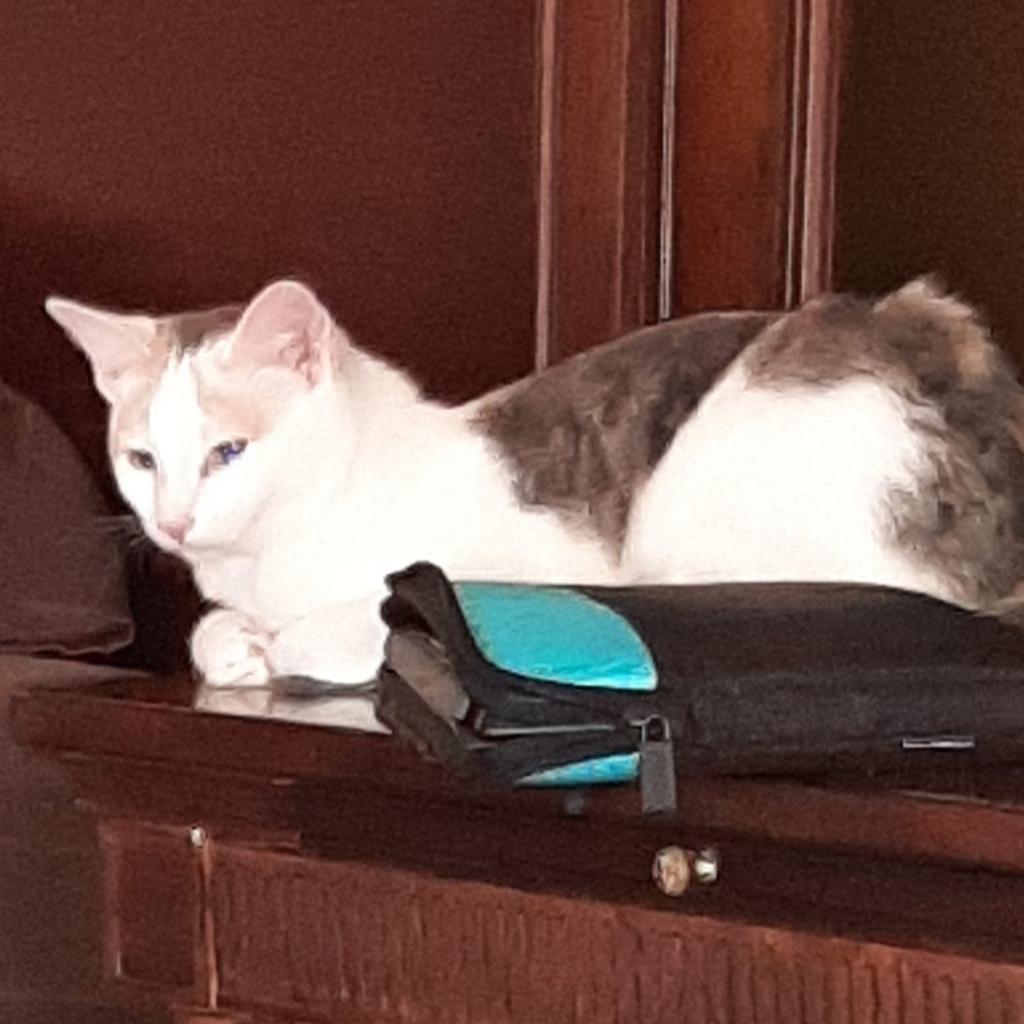 Braveheart Homer (Bonded w/Myra Homer), an adoptable Domestic Short Hair in Merrifield, VA, 22116 | Photo Image 2