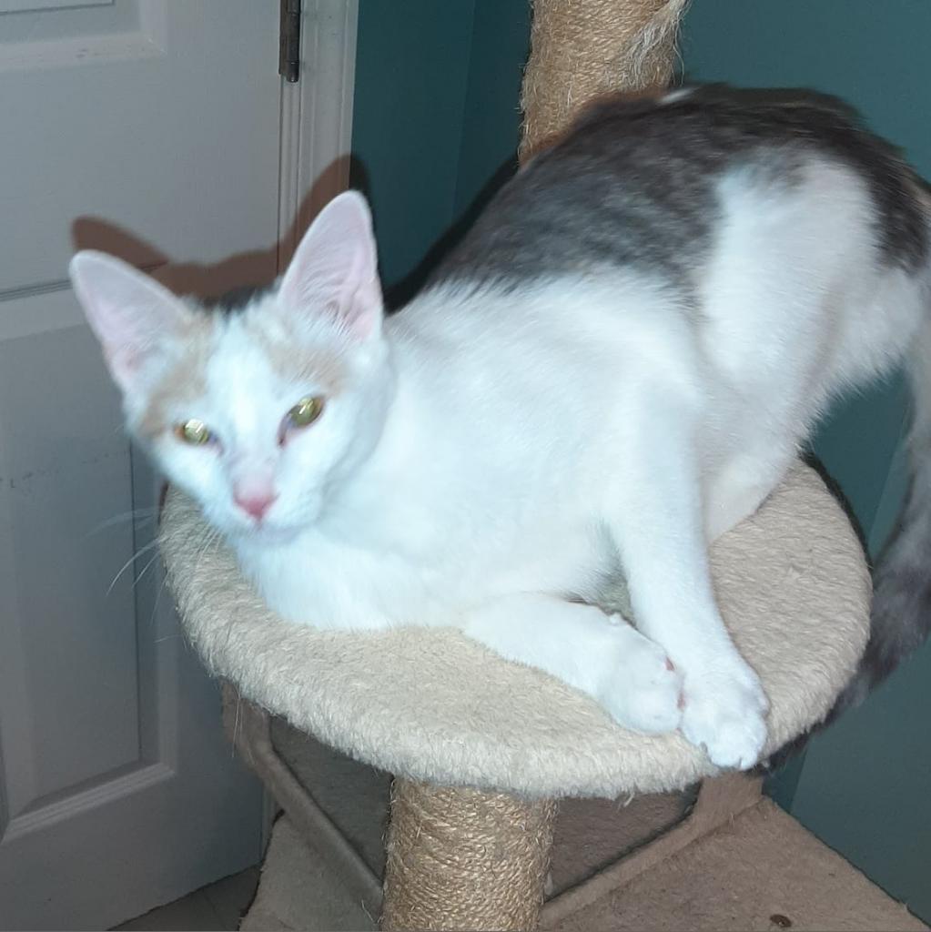 Braveheart Homer (Bonded w/Myra Homer), an adoptable Domestic Short Hair in Merrifield, VA, 22116 | Photo Image 3