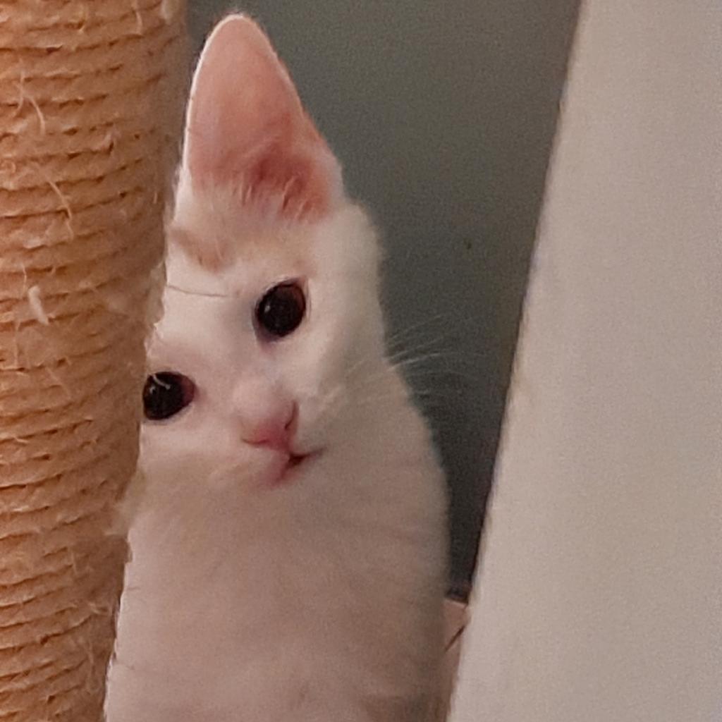 Braveheart Homer (Bonded w/Myra Homer), an adoptable Domestic Short Hair in Merrifield, VA, 22116 | Photo Image 4