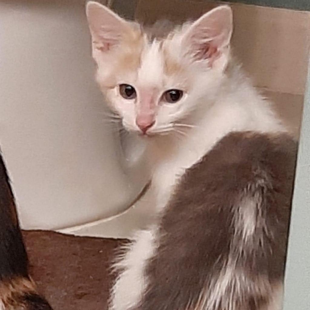 Braveheart Homer (Bonded w/Myra Homer), an adoptable Domestic Short Hair in Merrifield, VA, 22116 | Photo Image 5