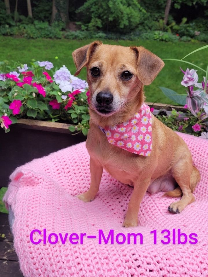 Clover 1