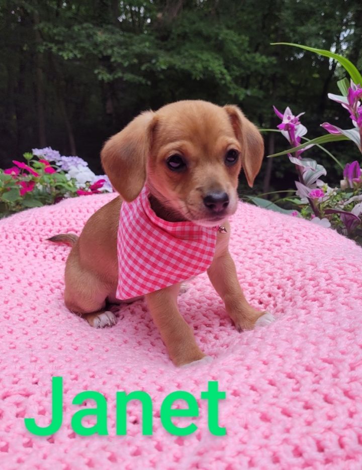 Janet  2