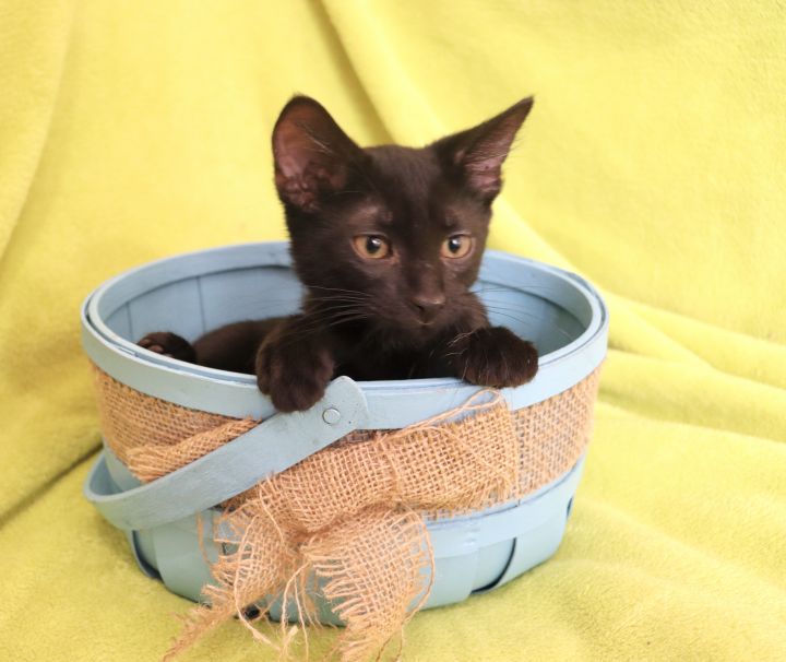 Cash, an adoptable Domestic Short Hair & Bombay Mix in Saint Augustine, FL_image-4