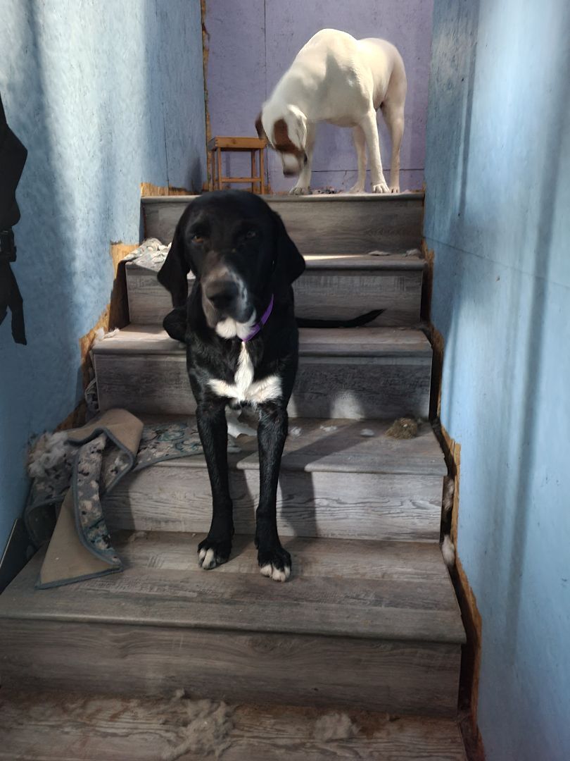 Boomer , an adoptable Great Dane in Brownwood, TX, 76801 | Photo Image 1