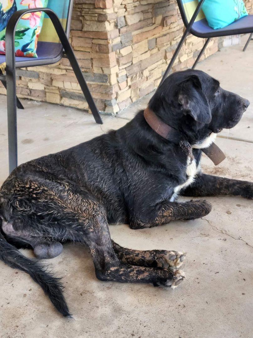 Boomer , an adoptable Great Dane in Brownwood, TX, 76801 | Photo Image 4