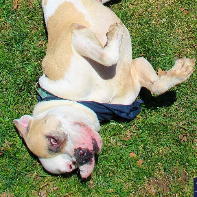 Enoch, an adoptable American Bulldog in Rochester, NY, 14609 | Photo Image 2