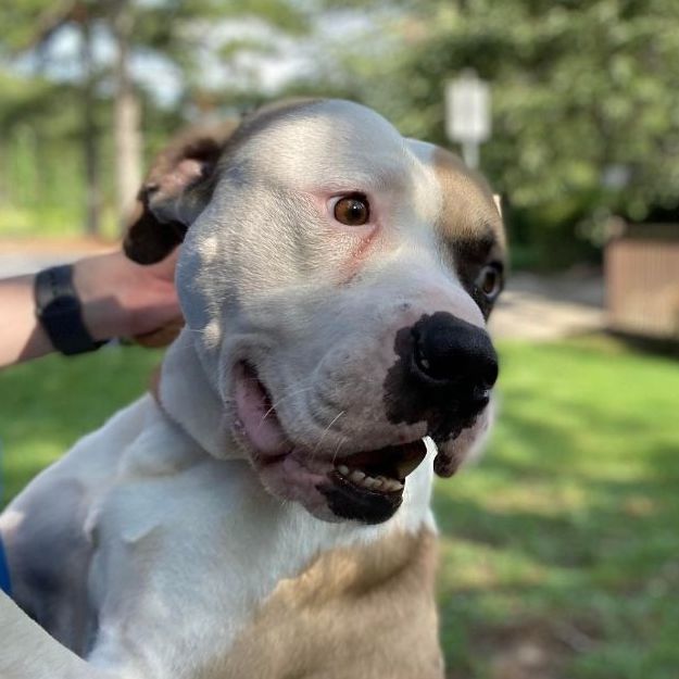 Enoch, an adoptable American Bulldog in Rochester, NY, 14609 | Photo Image 3